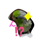 愛すべきインコ達（個別スタンプ：13）