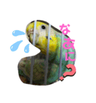 愛すべきインコ達（個別スタンプ：14）