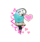 愛すべきインコ達（個別スタンプ：15）