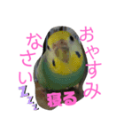 愛すべきインコ達（個別スタンプ：16）