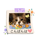 コタハナ日常で使えるスタンプ（個別スタンプ：4）
