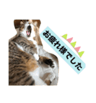 コタハナ日常で使えるスタンプ（個別スタンプ：5）