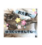コタハナ日常で使えるスタンプ（個別スタンプ：8）