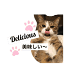 コタハナ日常で使えるスタンプ（個別スタンプ：18）