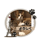 コタハナ日常で使えるスタンプ（個別スタンプ：20）