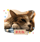 コタハナ日常で使えるスタンプ（個別スタンプ：22）