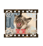 コタハナ日常で使えるスタンプ（個別スタンプ：25）