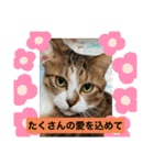 コタハナ日常で使えるスタンプ（個別スタンプ：26）