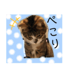 コタハナ日常で使えるスタンプ（個別スタンプ：30）