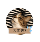 コタハナ日常で使えるスタンプ（個別スタンプ：31）