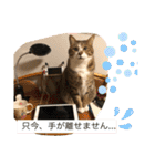 コタハナ日常で使えるスタンプ（個別スタンプ：34）
