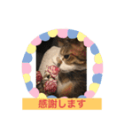 コタハナ日常で使えるスタンプ（個別スタンプ：37）