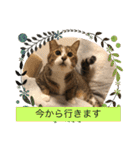 コタハナ日常で使えるスタンプ（個別スタンプ：40）