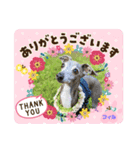 トイプーのげんちゃん 可愛いお友達（個別スタンプ：8）