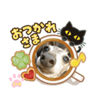 トイプーのげんちゃん 可愛いお友達（個別スタンプ：16）