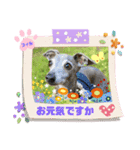 トイプーのげんちゃん 可愛いお友達（個別スタンプ：27）