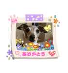 トイプーのげんちゃん 可愛いお友達（個別スタンプ：29）