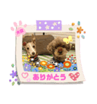 トイプーのげんちゃん 可愛いお友達（個別スタンプ：30）