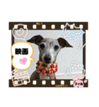 トイプーのげんちゃん 可愛いお友達（個別スタンプ：32）