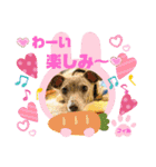 トイプーのげんちゃん 可愛いお友達（個別スタンプ：34）