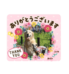トイプーのげんちゃん 可愛いお友達（個別スタンプ：39）