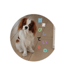 キャバリア犬01（個別スタンプ：5）