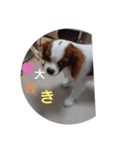 キャバリア犬01（個別スタンプ：10）