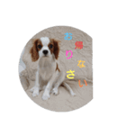 キャバリア犬01（個別スタンプ：11）