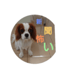 キャバリア犬01（個別スタンプ：21）