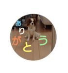 キャバリア犬01（個別スタンプ：22）