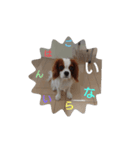 キャバリア犬01（個別スタンプ：24）
