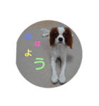 キャバリア犬01（個別スタンプ：27）