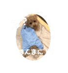 日常使える挨拶スタンプ（個別スタンプ：12）