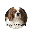 癒しのキャバリア⑵（個別スタンプ：1）