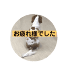 癒しのキャバリア⑵（個別スタンプ：3）