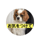 癒しのキャバリア⑵（個別スタンプ：6）