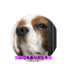 癒しのキャバリア⑵（個別スタンプ：7）
