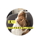癒しのキャバリア⑵（個別スタンプ：8）