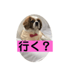 癒しのキャバリア⑵（個別スタンプ：12）