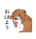 キモくてかわいいブルドックです（個別スタンプ：1）