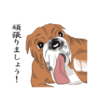 キモくてかわいいブルドックです（個別スタンプ：16）