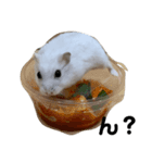 ジャンガリアンお肉の代弁（個別スタンプ：8）