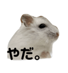 ジャンガリアンお肉の代弁（個別スタンプ：10）