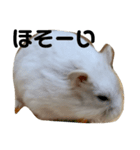 ジャンガリアンお肉の代弁（個別スタンプ：14）