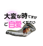 新しい日常笑顔でチャレンジ（個別スタンプ：34）