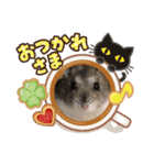 ジャンガリアンハムスターのハム太2（個別スタンプ：12）