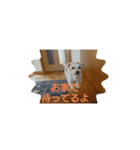 わんこ ちび＆チェリー5（個別スタンプ：7）