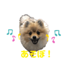 ポメラニアンのイクラちゃんスタンプ3（個別スタンプ：5）