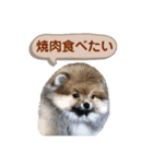 ポメラニアンのイクラちゃんスタンプ3（個別スタンプ：6）