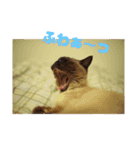 ポンという名の猫（個別スタンプ：1）
